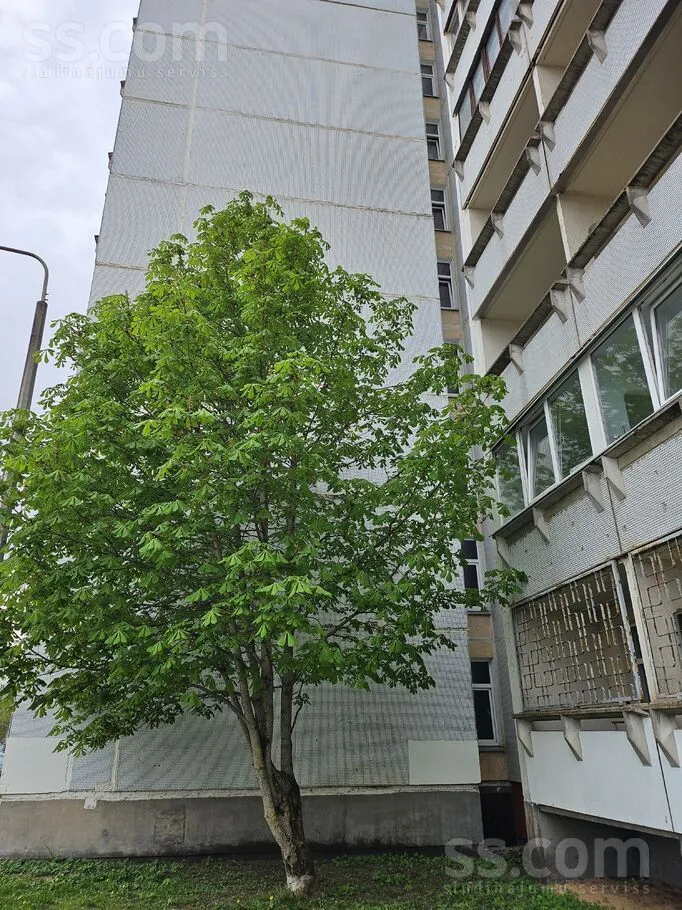 Dzenu 14, Plyavnieki
