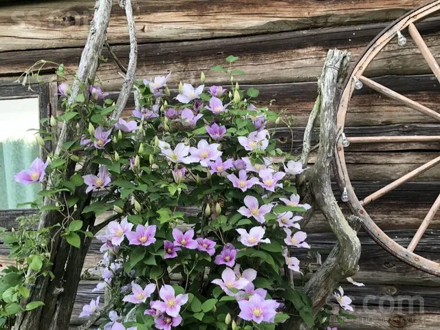 Burtnieku pag., -, Burtnieku pag. — foto 2