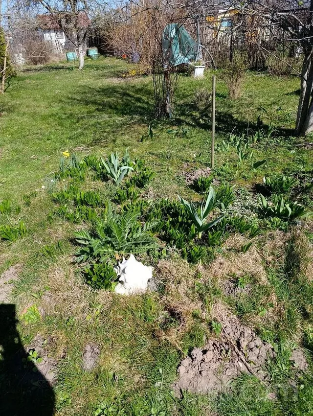 Lidlauka, Rumbula — foto 5
