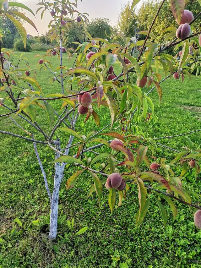 Bauska, Meldru iela 8 — foto 5